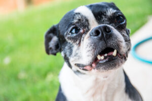 ¿Por qué un perro adulto pierde sus dientes?