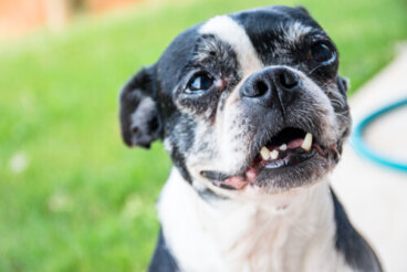 ¿Por qué un perro adulto pierde sus dientes?