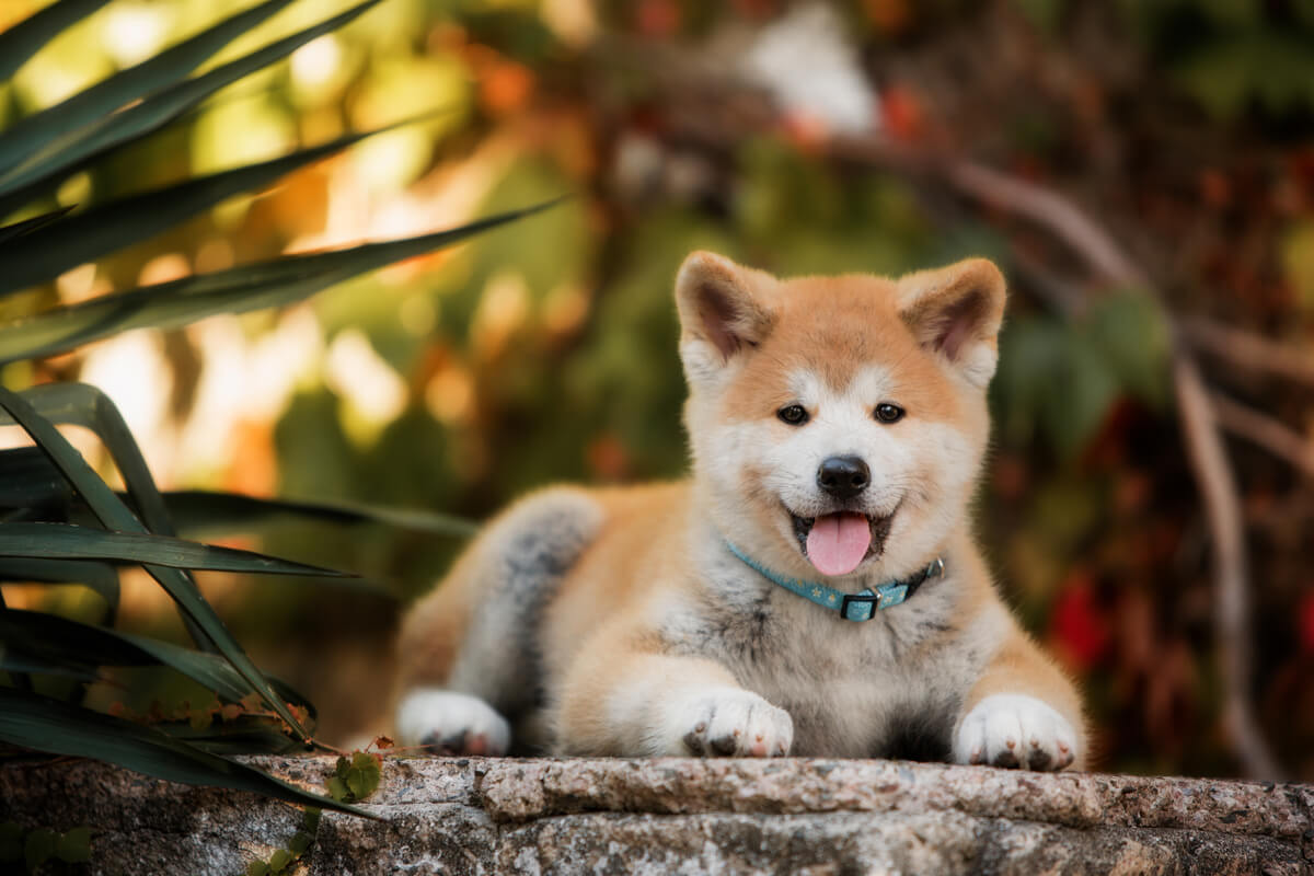 Un cachorro de akita.