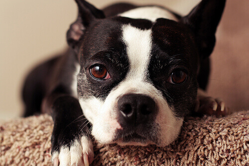 Perro con alergia