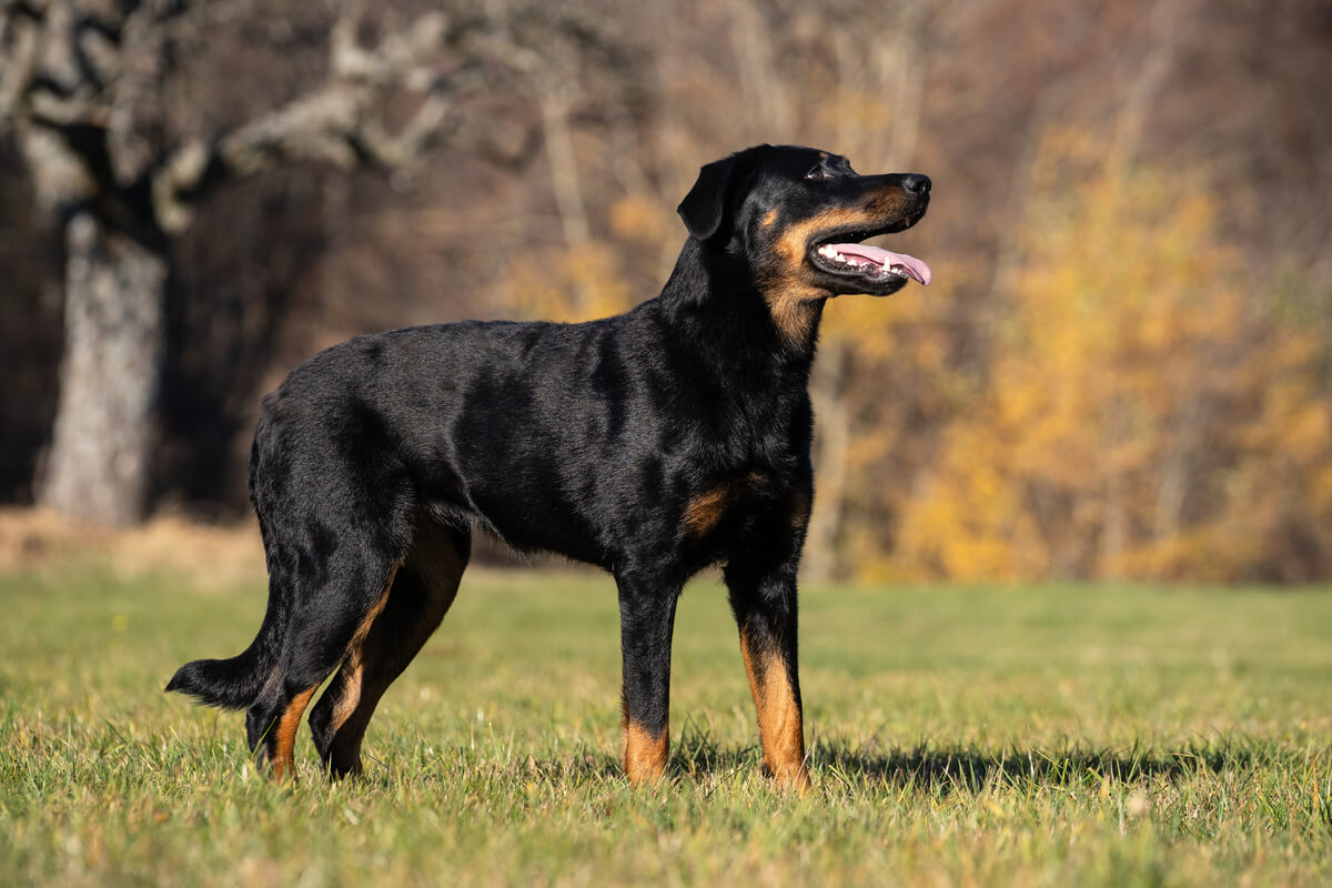Un perro beauceron.