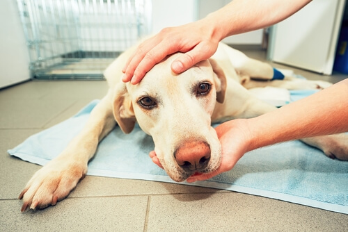 Perro con cáncer en el veterinario