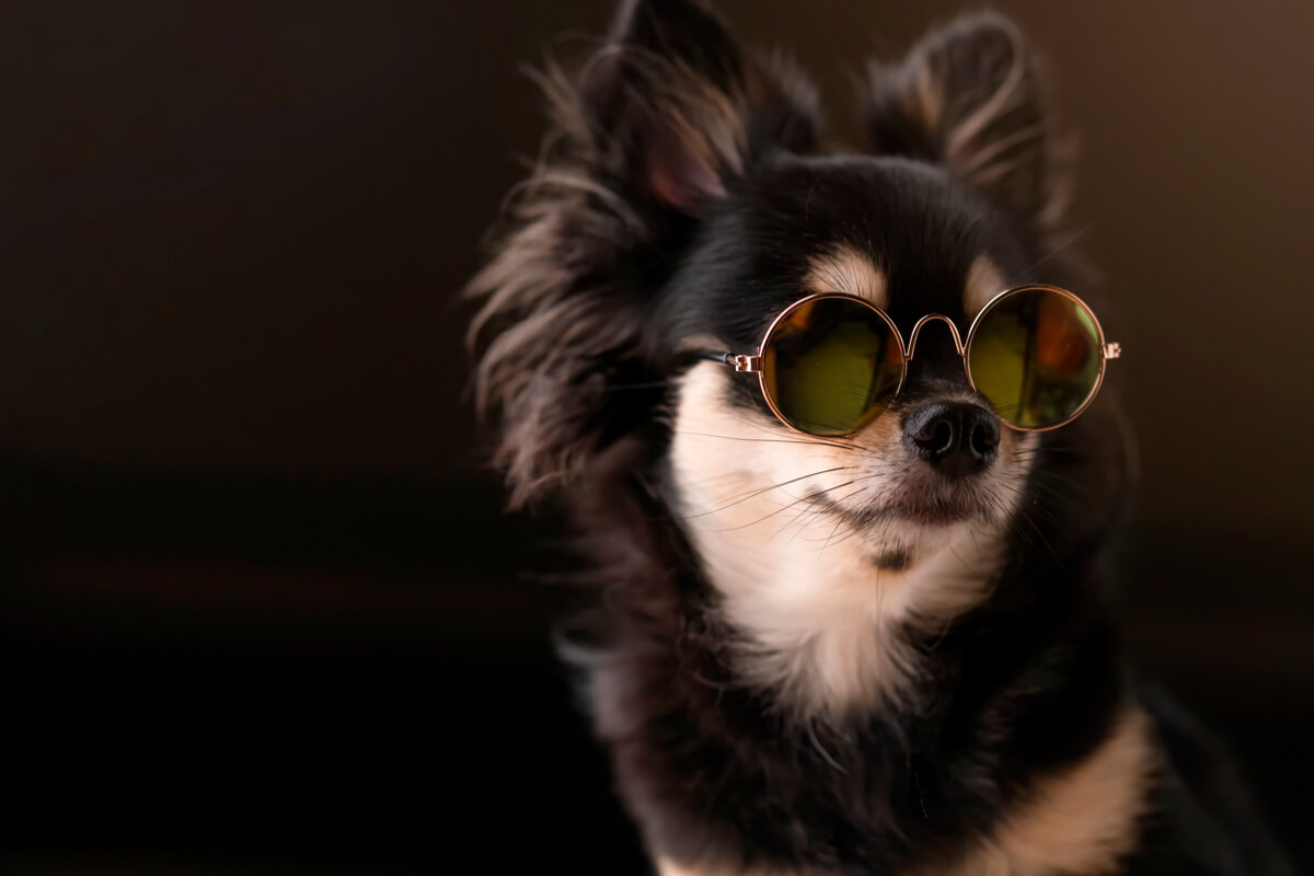 Un perro chihuahua con gafas de sol.