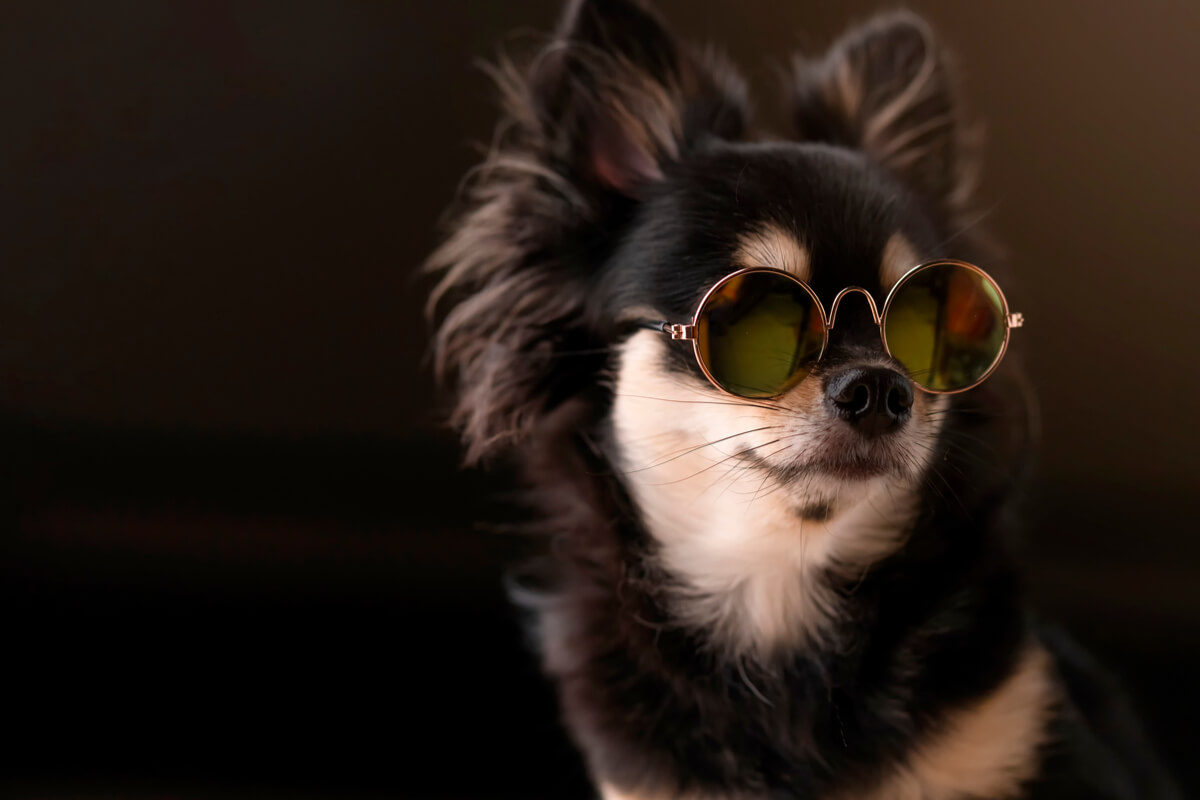 El color del chihuahua es muy variable.