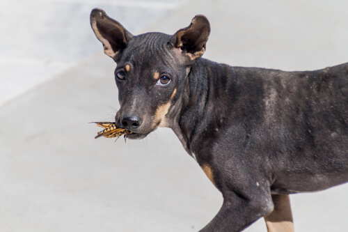 ¿Puede ser un problema si tu perro come insectos?