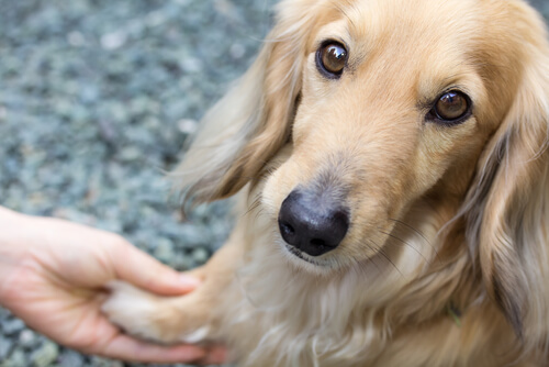 Temblores en los perros: ¿a qué se deben?