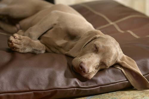 Perro dormido en su cama
