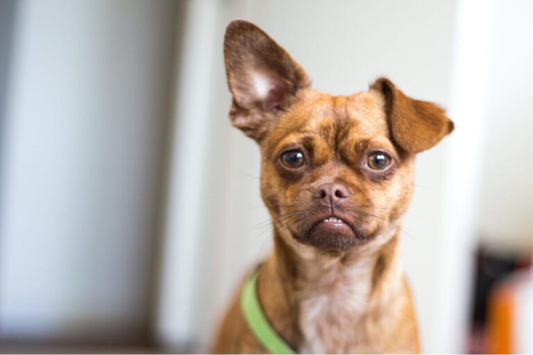 Los orígenes de un perro según sus orejas