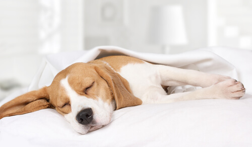 ¿Por qué mi perro está despierto durante la noche?