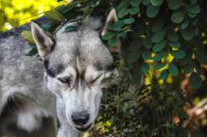 ¿Por qué frota un perro la cabeza y el hocico en la hierba?