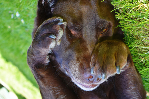 Perro frotándose los ojos