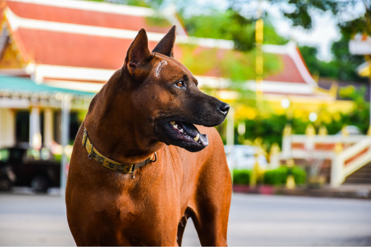 Un perro guardían thai ridgeback