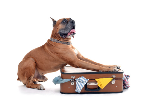 Aspectos legales del paso de un perro por una aduana