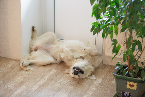 Perro inquieto mientras duerme