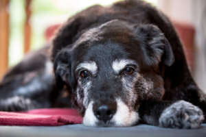 ¿Cómo manejar la incontinencia urinaria en perros mayores?