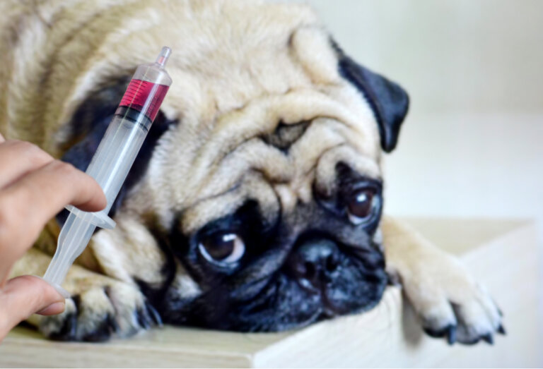 Bursitis por infección en perros: causas y síntomas