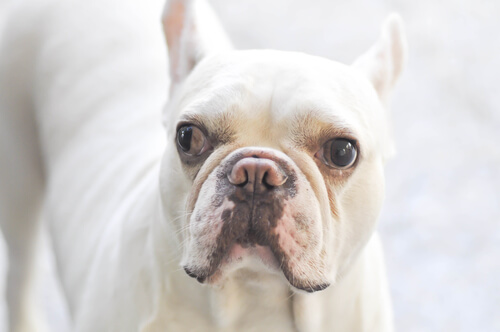Perro con mirada perdida