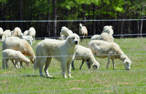Perro de montaña pirenaico con ovejas