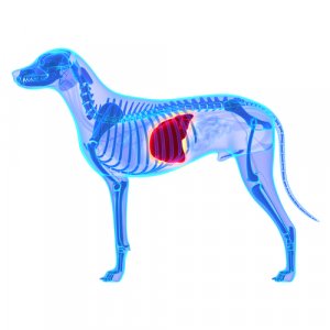 Dietas adecuadas para un perro que padece enfermedades hepáticas