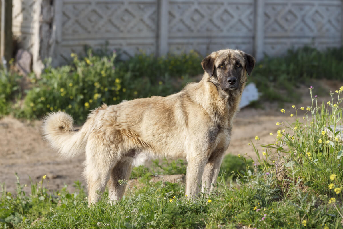 Un perro pastor de Anatolia.