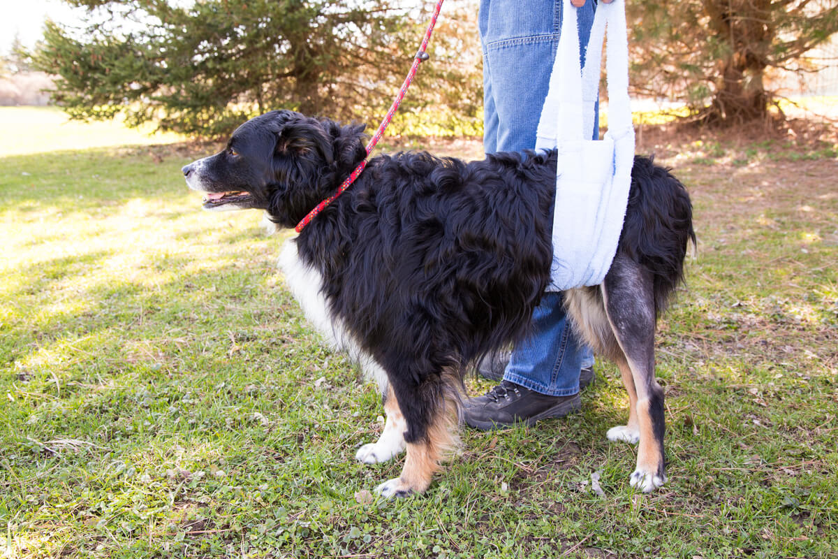 Bursitis en perros.