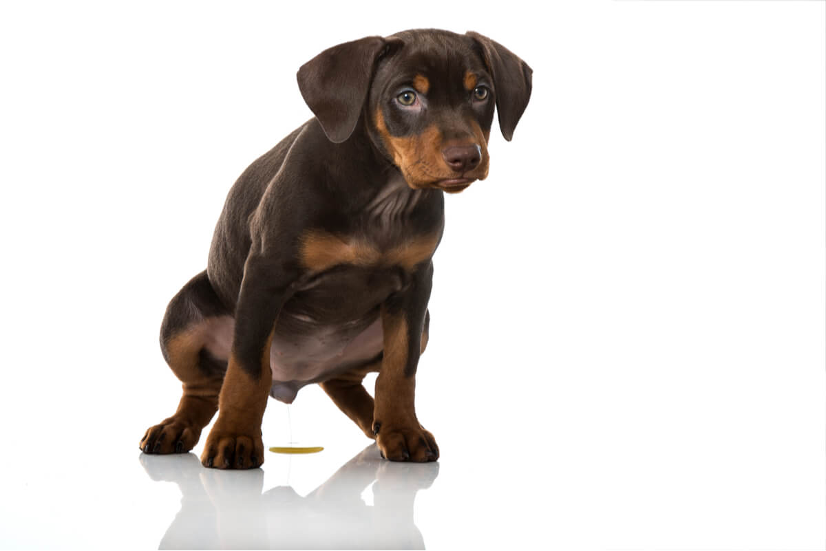 Cystitis in dogs is a common event.