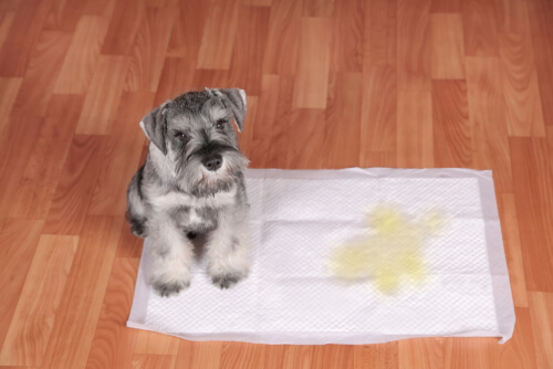 La incontinencia urinaria en perros mayores es común.