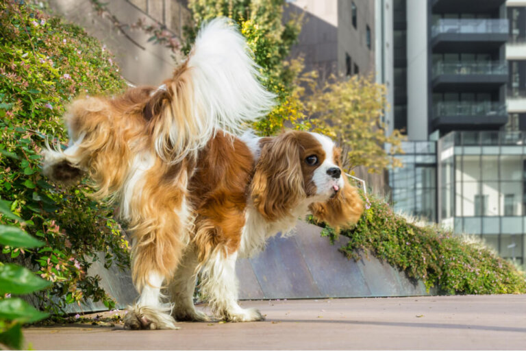 Cáncer de vejiga en perros: síntomas y causas