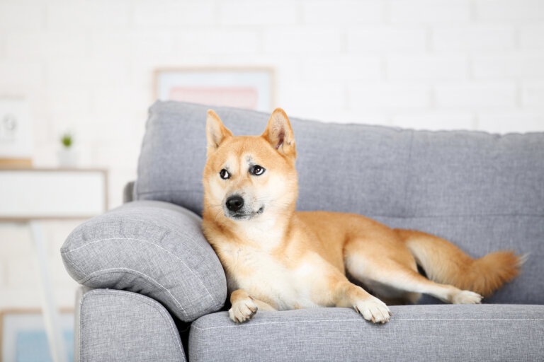 Las cinco razas de perros para tener en apartamentos pequeños