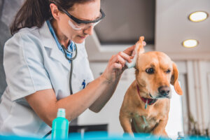 5 síntomas que te alertarán si tu perro tiene una infección