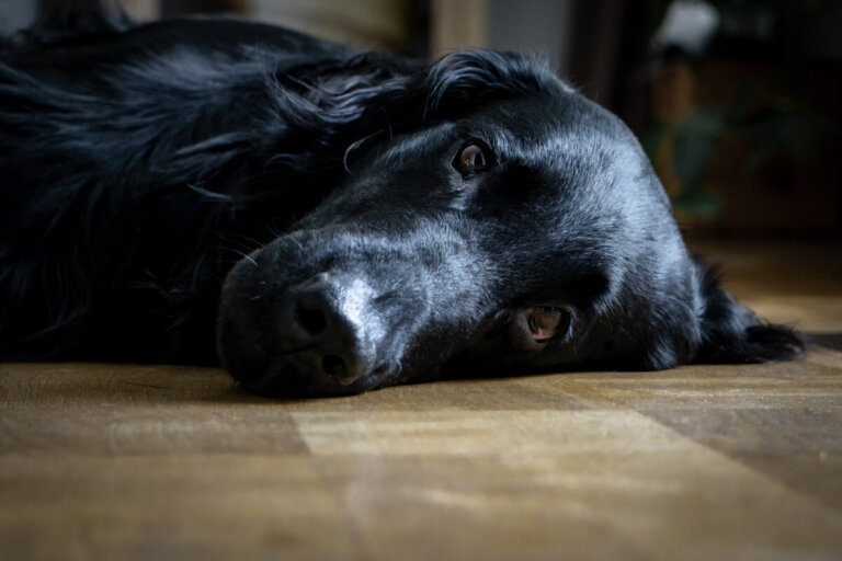 10 consejos para ayudar a un perro con depresión