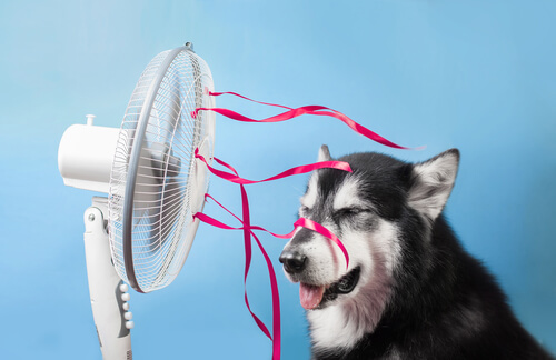 Seis razas de perros ideales para un clima cálido