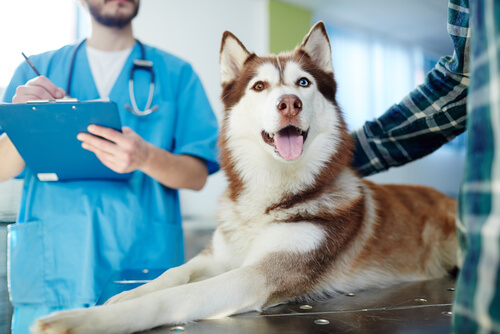 Psoriasis en perros: ¿qué hacer?