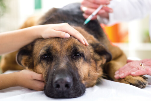 Úlcera gástrica en perros: ¿qué - Mis Animales