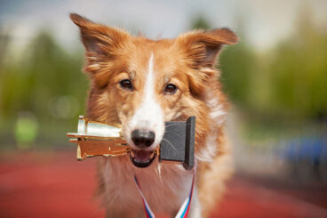 Cuáles son los perros más talentosos del mundo