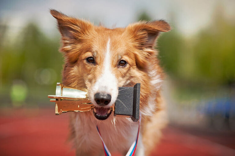 Cuáles son los perros más talentosos del mundo