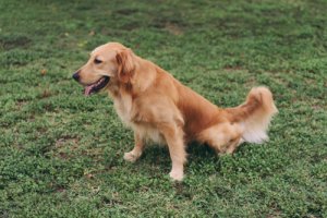 Uno de los perros que padecen una enfermedad renal