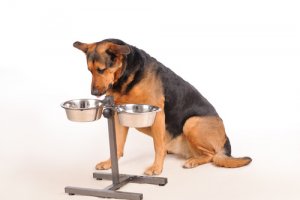 Beneficios del plato elevado para perros: ¿mito o realidad?