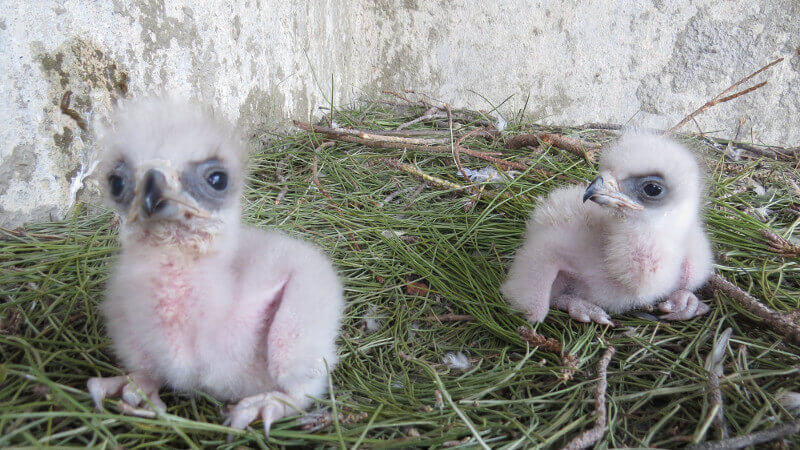 Pollos de águila Bonelli en un centro de recuperación de animales silvestres