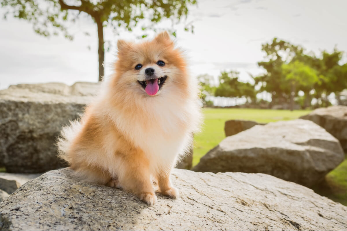 Un pomerania sonriendo a cámara.