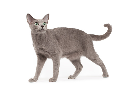 Posición de la cola del gato