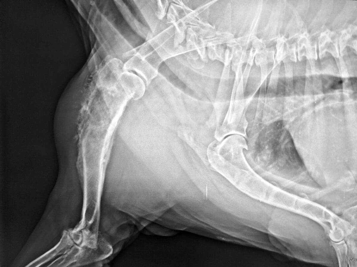 Un perro analizado con rayos X