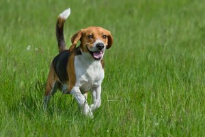 Cuáles son las razas de perros más enérgicas