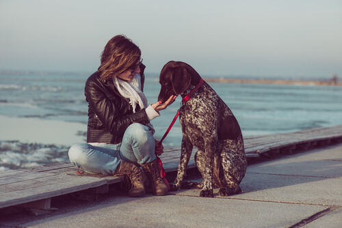 El pointer es una de las razas de perros más sociables