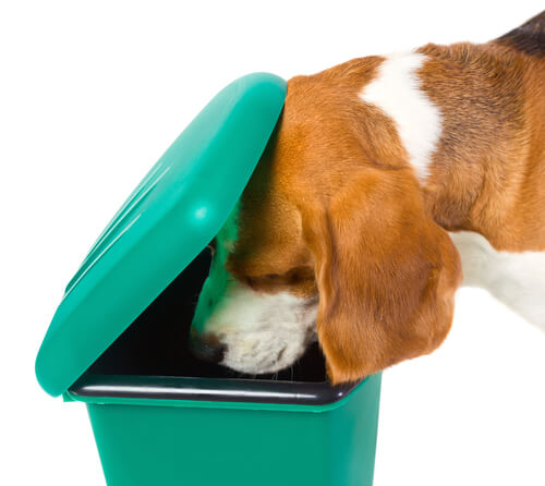 Rebuscar en la basura es una de las causas de intoxicación alimentaria en perros