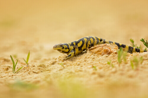 Salamandra tigre