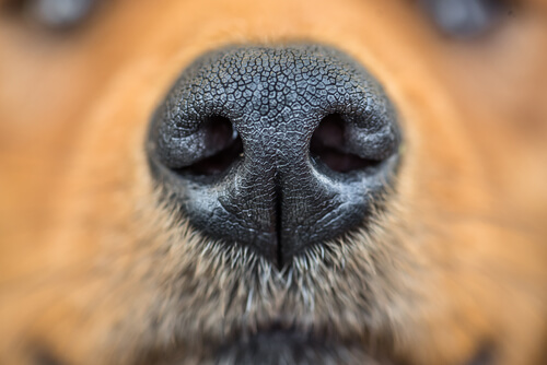 Salud de la nariz del perro según los veterinarios