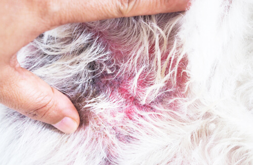 Síntomas psoriasis en perros