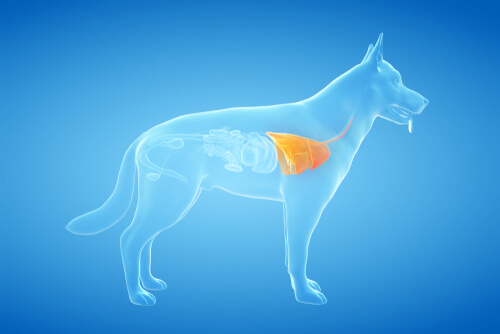 Asma en perros: síntomas y causas