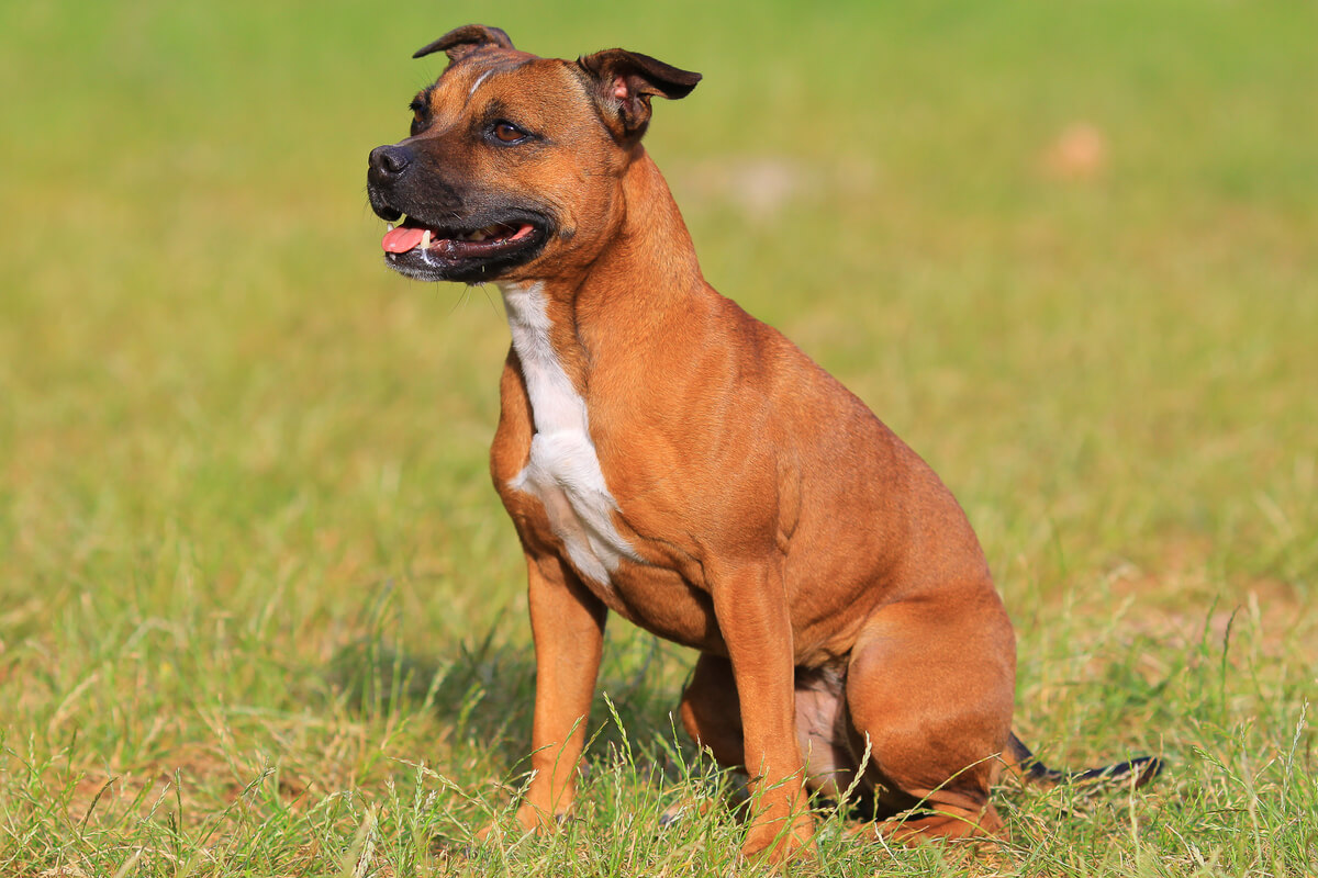 Staffordshire bull terrier sentado.